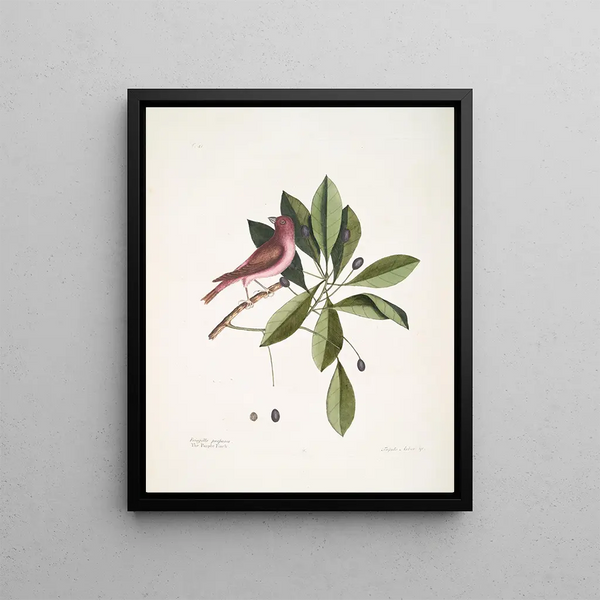 Mark Catesby - Fringilla purpurea The Purple Finch Tupelo Arbor c The Tupelo Tree.webp