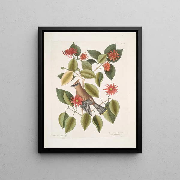 Mark Catesby - Frutex Corni foliis c Garullus Carolinensis The Chatterer.webp