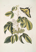 Frutex Viginianus Papilio caudatus maximus - Mark Catesby — weergave van het kunstwerk