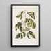 Frutex Viginianus Papilio caudatus maximus - Mark Catesby — ingelijst kunstwerk aan de muur
