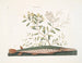 De groene zwaardvis - Mark Catesby — weergave van het kunstwerk