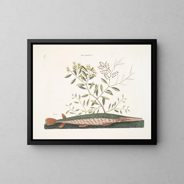 De groene zwaardvis - Mark Catesby — ingelijst kunstwerk aan de muur