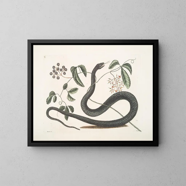 Frutex c Anguis c Le Serpent Noir - Mark Catesby — ingelijst kunstwerk aan de muur