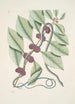 Frutex c Anguis gracilis cruleoviridis De blauwe-groene slang - Mark Catesby — weergave van het kunstwerk