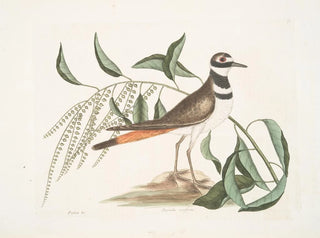 L'arbres de l'oseille, le pluvier vociférant - Mark Catesby — weergave van het kunstwerk