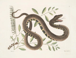 Mark Catesby - Frutex c Vipera AquaticaThe WaterViper.webp
