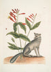 Gentiana L'œillet indien Vulpis Le renard gris - Mark Catesby — weergave van het kunstwerk