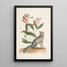 Gentiana L'œillet indien Vulpis Le renard gris - Mark Catesby — ingelijst kunstwerk aan de muur