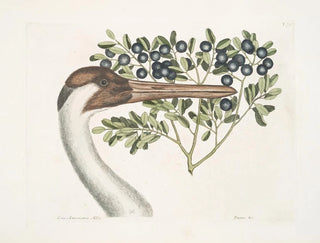 Mark Catesby - Grus Americana Alba The hooping Crane Prunus c The BulletBush.webp