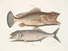 Gugupuguacu le hindou Saliatrix Skipjack - Mark Catesby — weergave van het kunstwerk