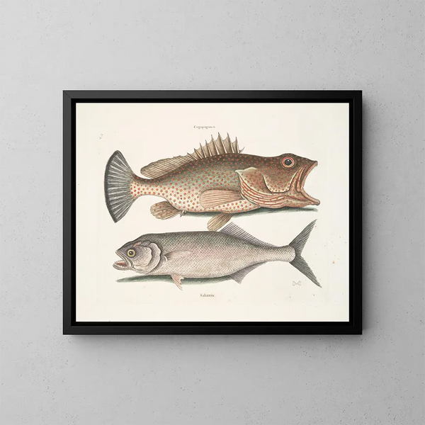 Gugupuguacu le hindou Saliatrix Skipjack - Mark Catesby — ingelijst kunstwerk aan de muur