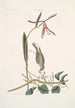 Helleborine Lily folio L'hellébore à feuilles de lys Parus Uropygeo luteo La mésange à croupion jaune Apocynum Scandens L'asclépiade - Mark Catesby — weergave van het kunstwerk