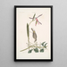 Helleborine Lily folio L'hellébore à feuilles de lys Parus Uropygeo luteo La mésange à croupion jaune Apocynum Scandens L'asclépiade - Mark Catesby — ingelijst kunstwerk aan de muur