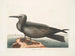 Hirondelle de mer, le Noddy - Mark Catesby — weergave van het kunstwerk
