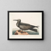 Hirondelle de mer, le Noddy - Mark Catesby — ingelijst kunstwerk aan de muur