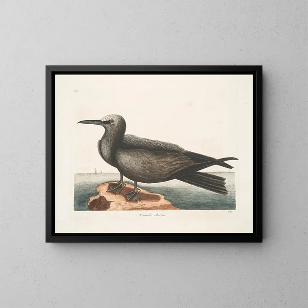 Hirondelle de mer, le Noddy - Mark Catesby — ingelijst kunstwerk aan de muur