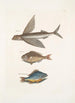 Hirundo Le poisson volant Perca c Le poisson gouvernail Perca fluviatilis c La perche d'eau douce - Mark Catesby — weergave van het kunstwerk