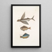 Hirundo Le poisson volant Perca c Le poisson gouvernail Perca fluviatilis c La perche d'eau douce - Mark Catesby — ingelijst kunstwerk aan de muur