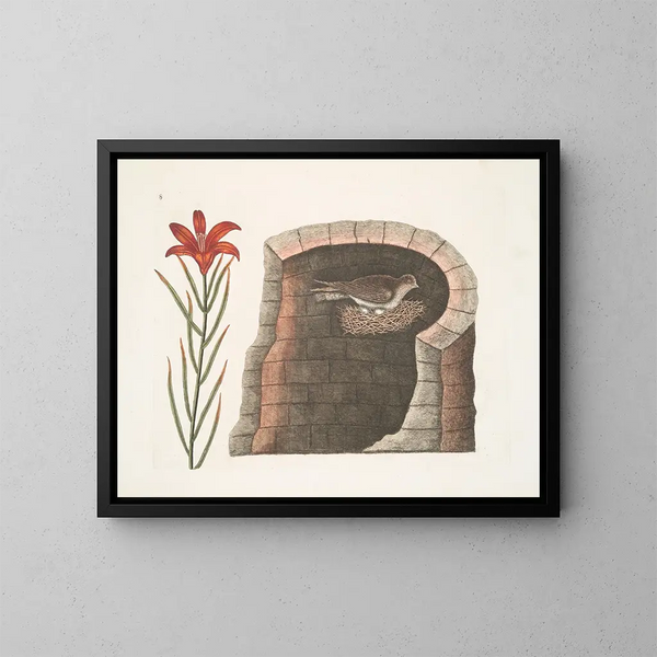 Hirondelle à queue épineuse, l'hirondelle américaine, lis à fleurs rouges singulier - Mark Catesby — ingelijst kunstwerk aan de muur