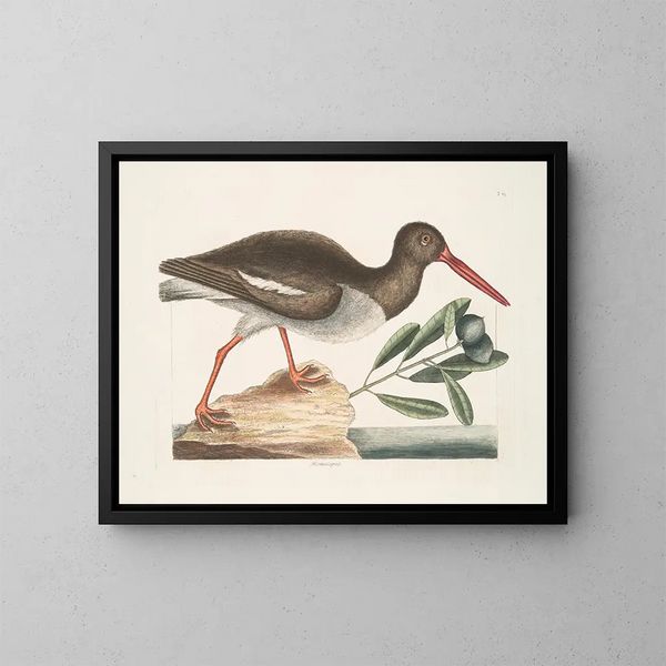 Hematopode, de oestervisser - Mark Catesby — ingelijst kunstwerk aan de muur