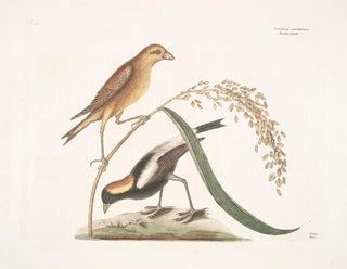 van het rijstmeesje - Mark Catesby — weergave van het kunstwerk