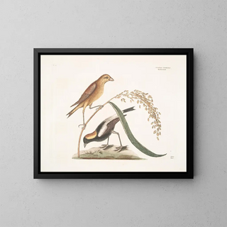 van het rijstmeesje - Mark Catesby — ingelijst kunstwerk aan de muur