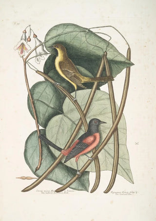 Mark Catesby - Icterus minor The basterd Baltimore Bird Bignonia Urusu foliis c The Catalpah Tree.webp