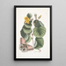 Ketmia L'arbre Mano Phalna fusca c - Mark Catesby — ingelijst kunstwerk aan de muur
