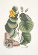 Ketmia L'arbre Mano Phalna fusca c - Mark Catesby — weergave van het kunstwerk