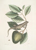 L: Lacertus Indicus L'iguane Anona - Mark Catesby — weergave van het kunstwerk