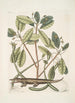 L: Lacertus Alligator Kunstdruk - Mark Catesby — weergave van het kunstwerk