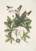 Lacertus viridis Carolinensis Le lézard vert de Caroline Stirax Aceris folio Le copalme - Mark Catesby — weergave van het kunstwerk