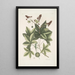 Lacertus viridis Carolinensis Le lézard vert de Caroline Stirax Aceris folio Le copalme - Mark Catesby — ingelijst kunstwerk aan de muur