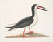 Larus major, de grote alk - Mark Catesby — weergave van het kunstwerk