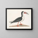 Larus major, de grote alk - Mark Catesby — ingelijst kunstwerk aan de muur