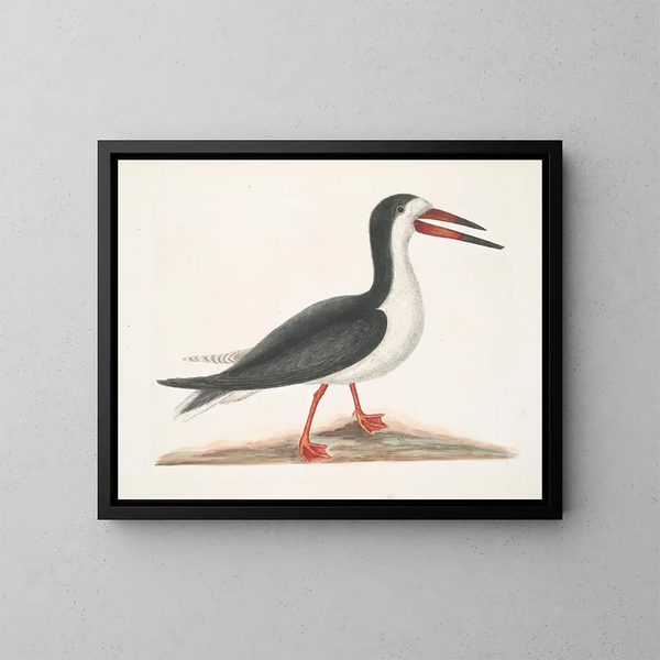 Larus major, de grote alk - Mark Catesby — ingelijst kunstwerk aan de muur