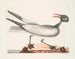De lachende meeuw - Mark Catesby — weergave van het kunstwerk