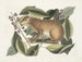 De Javaanse haas - Mark Catesby — weergave van het kunstwerk