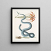 Lilium c Le Lys Rouge Anguis c Le Serpent Wampum - Mark Catesby — ingelijst kunstwerk aan de muur