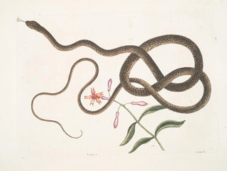 La couleuvre fouette-queue - Mark Catesby — weergave van het kunstwerk