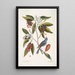 Magnolia Lauri folio Subtus albicante Le laurier doux à fleurs Coccothraustes coeruleus Le gros-bec bleu - Mark Catesby — ingelijst kunstwerk aan de muur