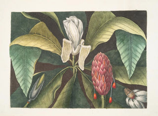 Magnolia, de parapluiboom - Mark Catesby — weergave van het kunstwerk