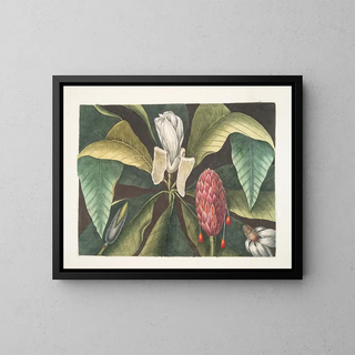 Magnolia, de parapluiboom - Mark Catesby — ingelijst kunstwerk aan de muur