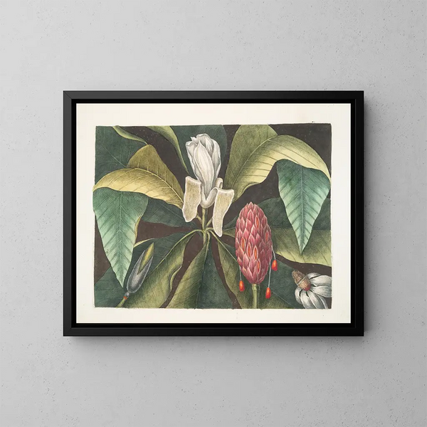 Magnolia, de parapluiboom - Mark Catesby — ingelijst kunstwerk aan de muur