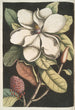 Magnolia altissima Le laurier de Caroline - Mark Catesby — ingelijst kunstwerk aan de muur
