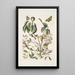 Mancanilla Pyri facie Le mancenillier Viscum foliis latioribus Papilio medius c - Mark Catesby — ingelijst kunstwerk aan de muur