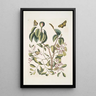 Mark Catesby - Mancanilla Pyri facie The MancaneelTree Viscum foliis latioribus Papilio medius c.webp