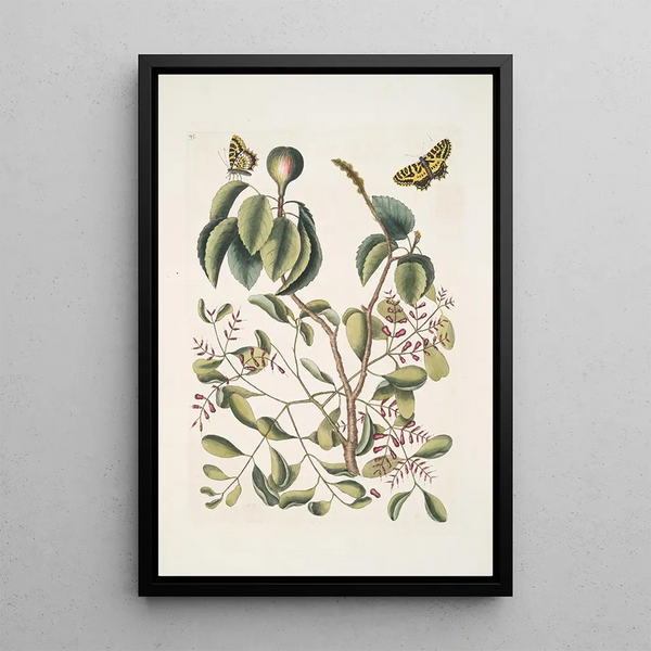 Mark Catesby - Mancanilla Pyri facie The MancaneelTree Viscum foliis latioribus Papilio medius c.webp