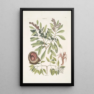 Mark Catesby - Manghala c Frutex c Cancellus terrestris Bahamensis The HermitCrab.webp