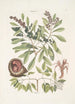 Manghala c Frutex c Cancellus terrestris Bahamensis Le bernard-l'ermite - Mark Catesby — weergave van het kunstwerk